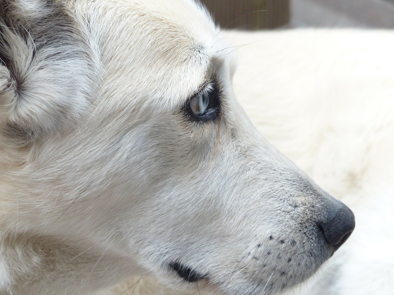 Rubber Flooring for Dogs & Training: Fido's Nosework Testimonial
